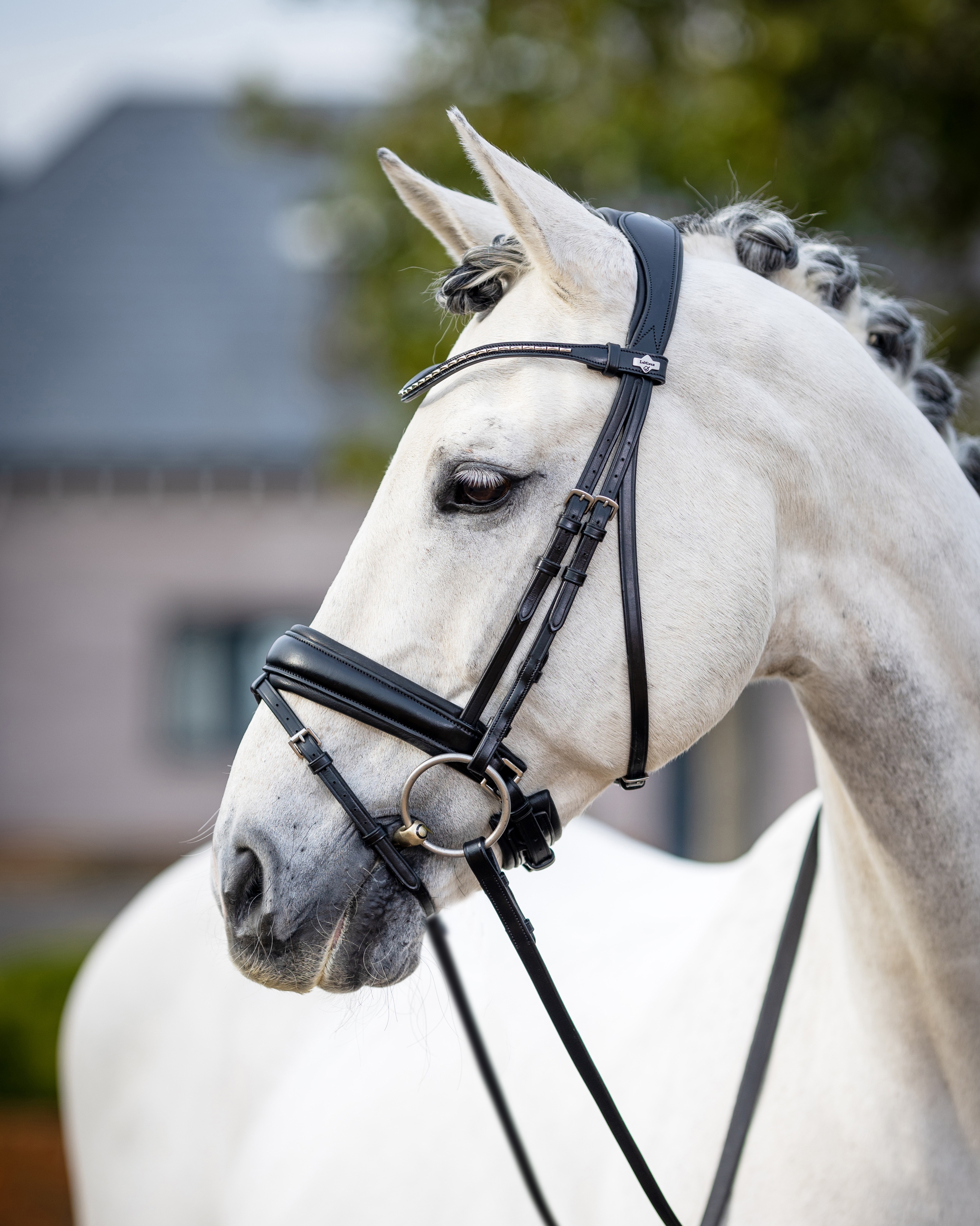 Trense Classic Dressage