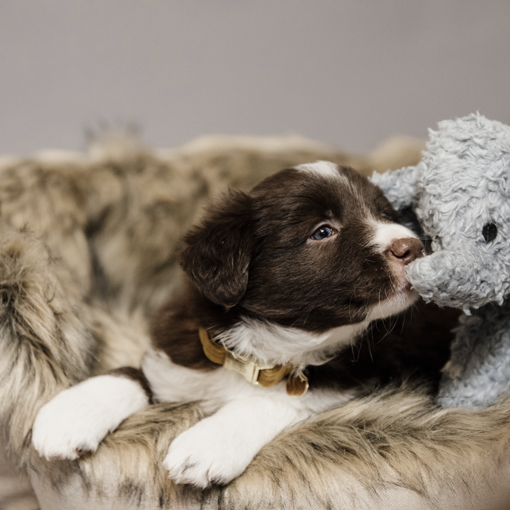 Hundesoftspielzeug Elefant Elsa