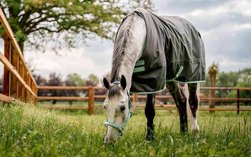 Pferd mit Regendecke auf einer Weide