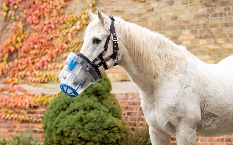 Pferd mit NebuTec Inhalator