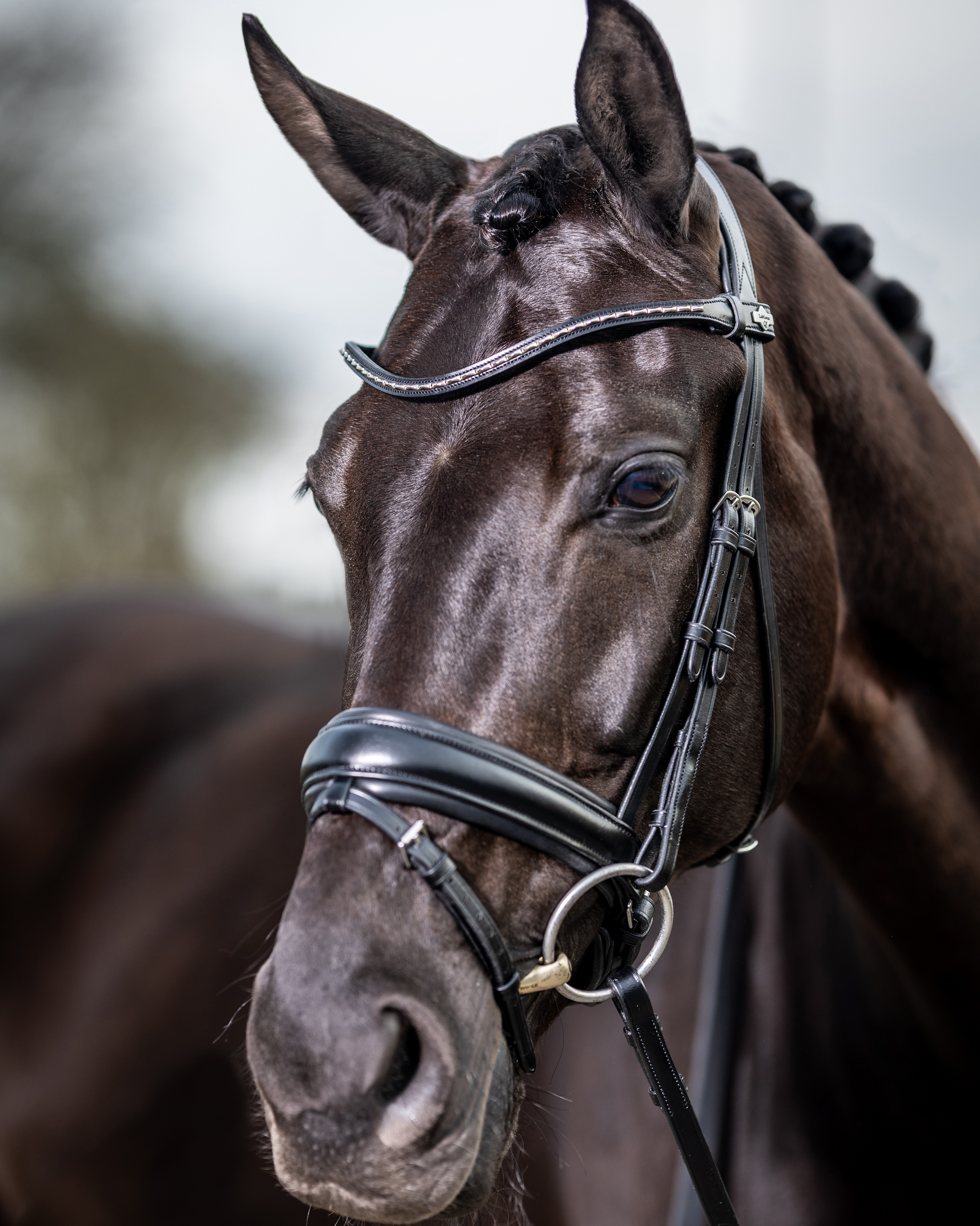 Trense Classic Dressage