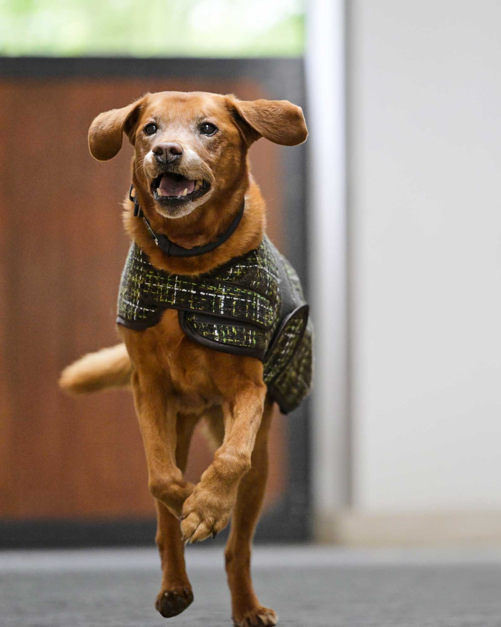 Hundemantel Bouclé Platinum in teak brown