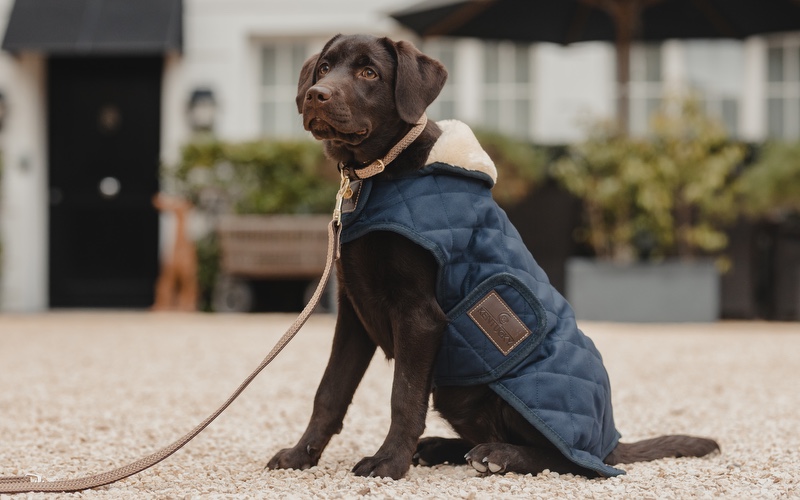 Hund in einem Kentucky Dogwear Hundemantel