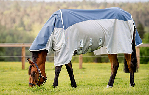 Pferd auf Weide mit Fliegen-Regendecke