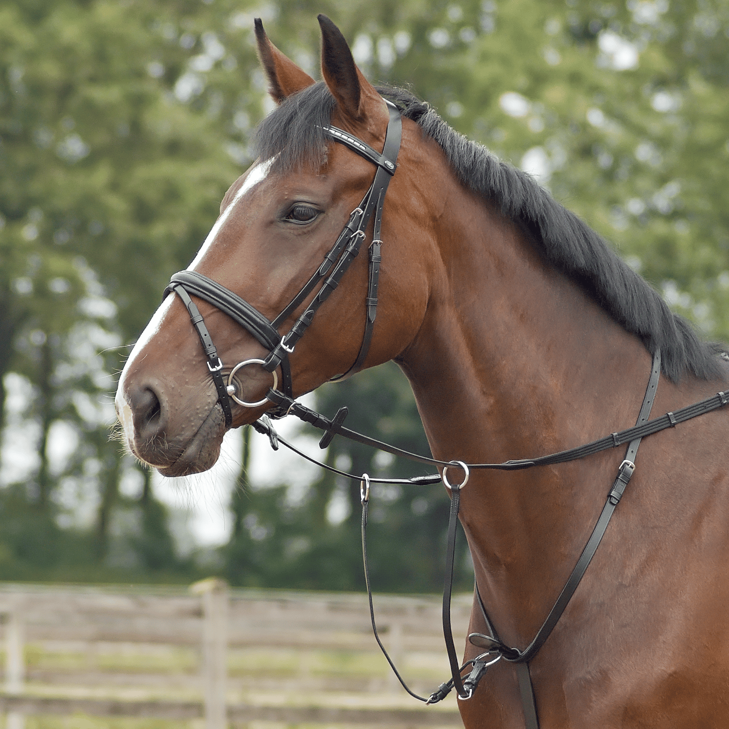 BUSSE Martingal BASIC- PRO